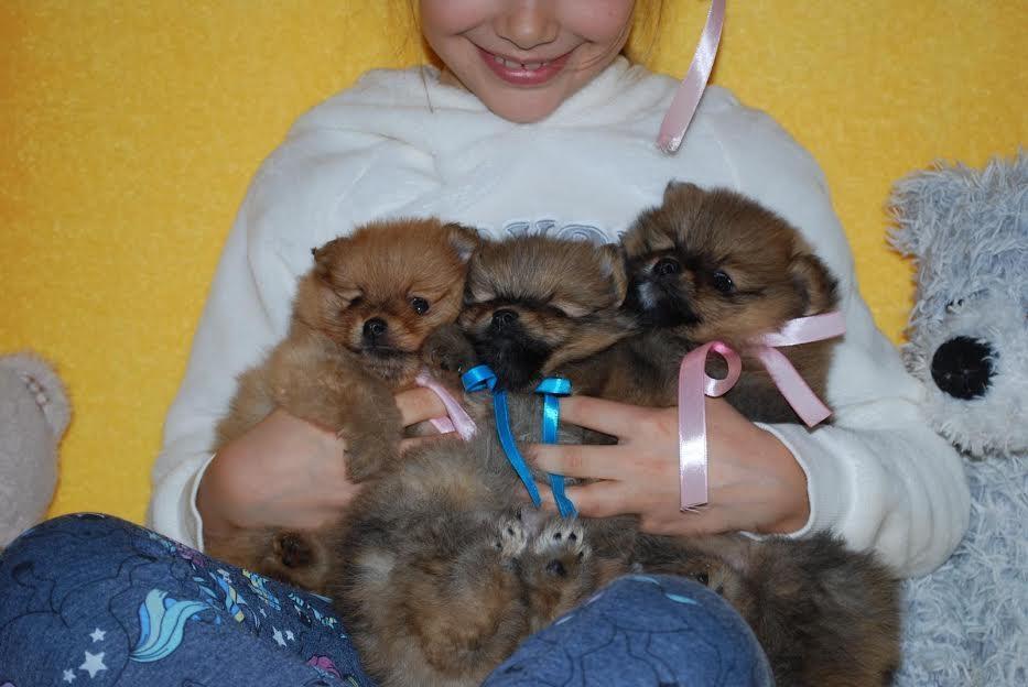 Preslatki-BOO-Pomeranci