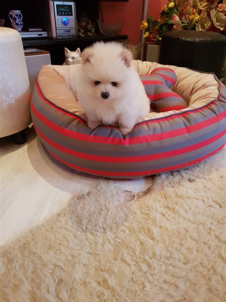 Pomeranac-boo-