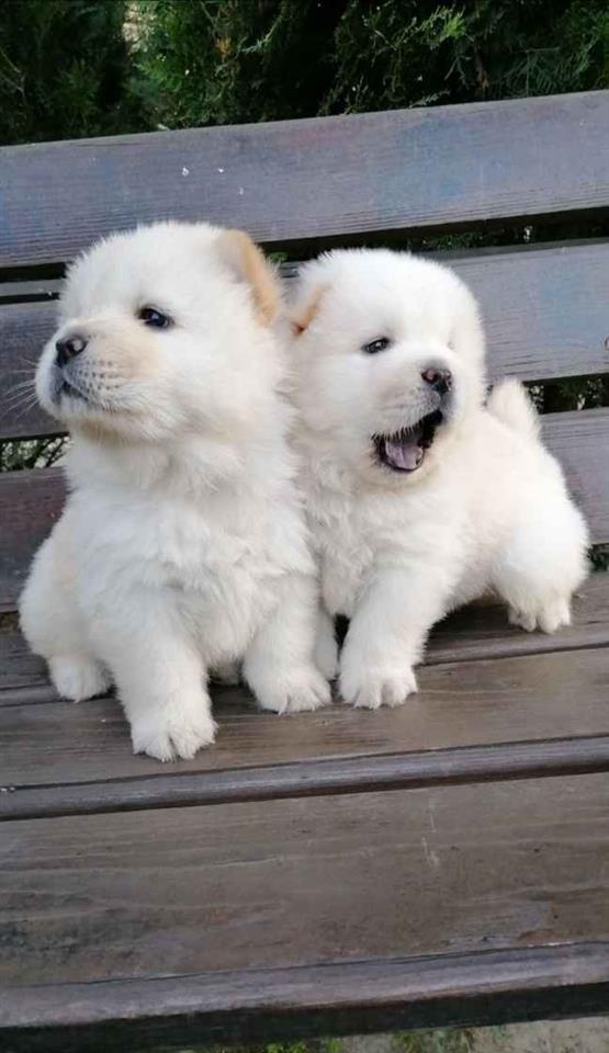 Chow-chow-stenci