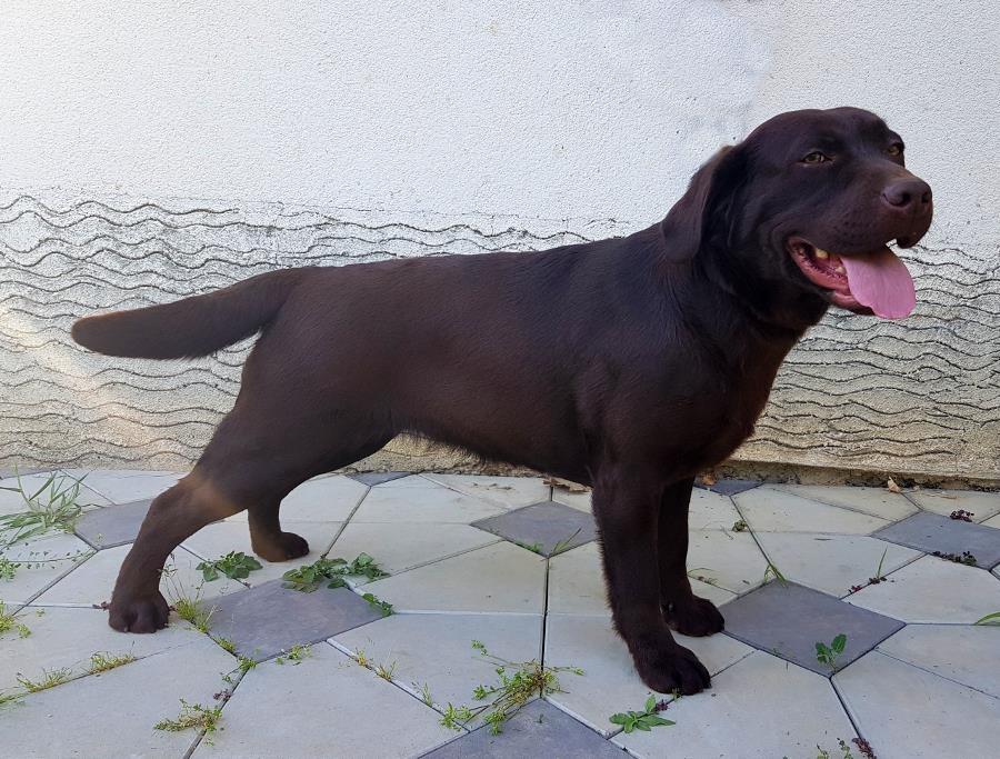 Labrador-braon-cokoladni-stenci-stenad