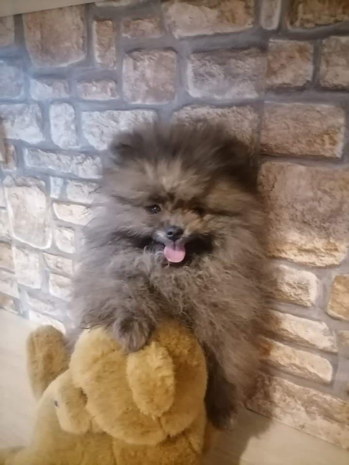 Prelepi-štenci-POMERANACA-