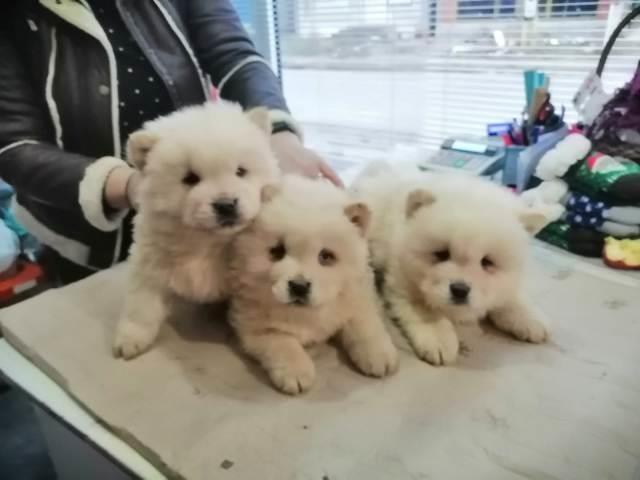 Čau-Čau--Chow-Chow--