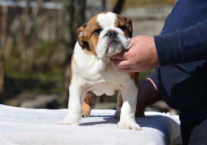 Engleski buldog