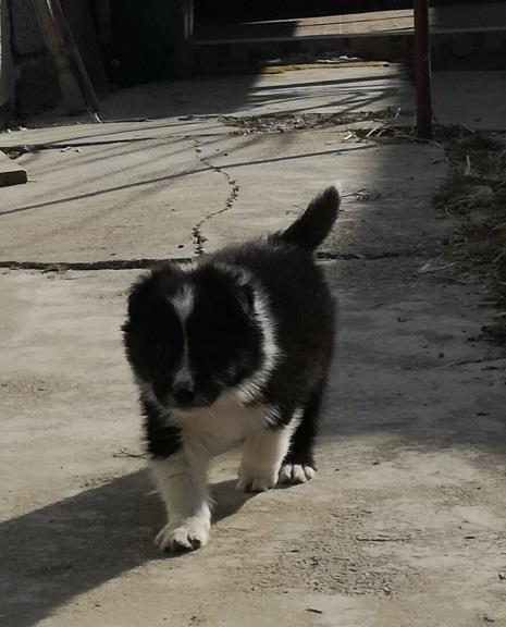 Border-Collie-štenci