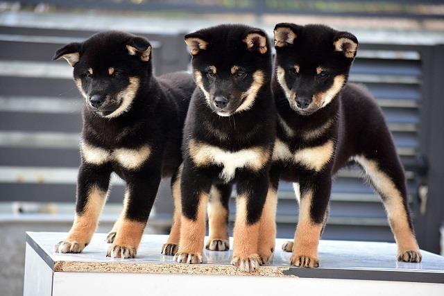Shiba-Inu-stenci