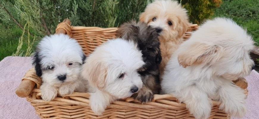 Prelepi-MALTIPOO-štenci