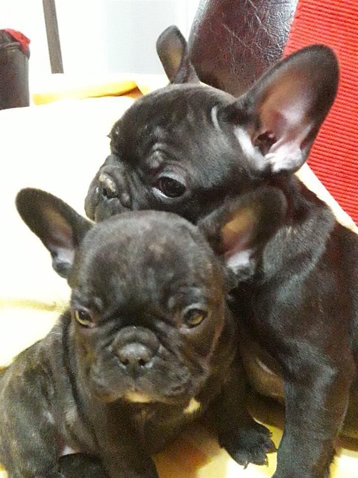 Francuski-Buldog