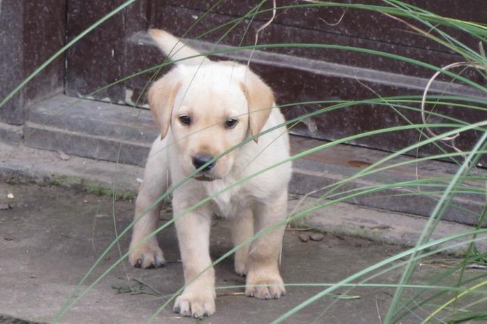 Labrador-retriver-stenad