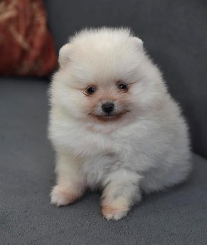 Štenci pomeranaca