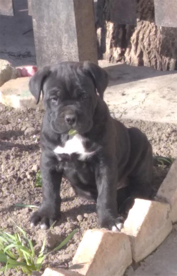 Cane-Corso-stenci