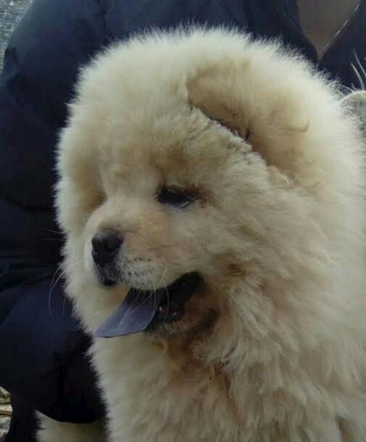 CAU-CAU-CHOW-CHOW-stenad-