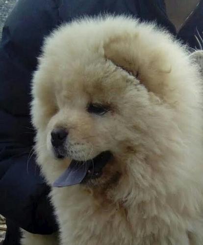 CAU CAU CHOW CHOW stenad 