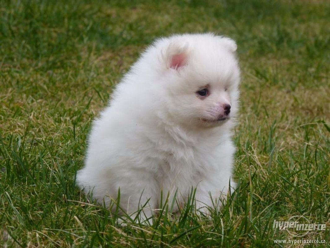 Nemacki-Spic-i-Pomeranski-spic