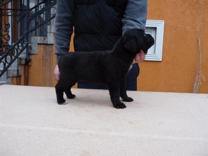 Stenci Cane  Corso
