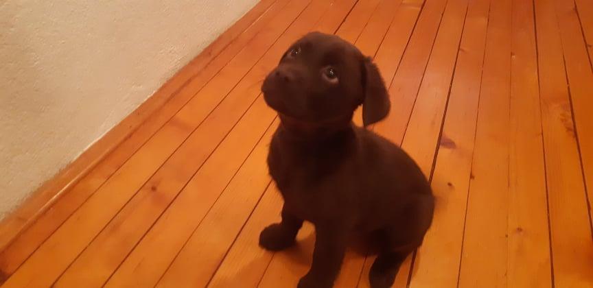 Štenci-Labrador-retrivera-