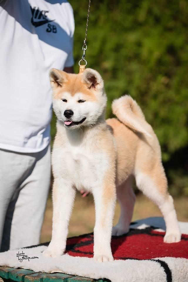 Akita-Inu