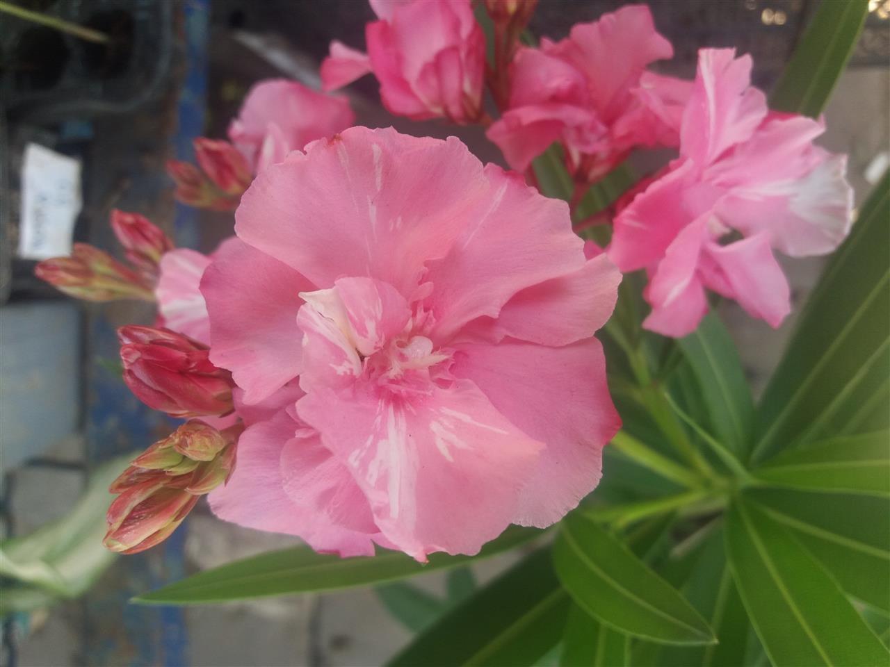 Lijander-roze