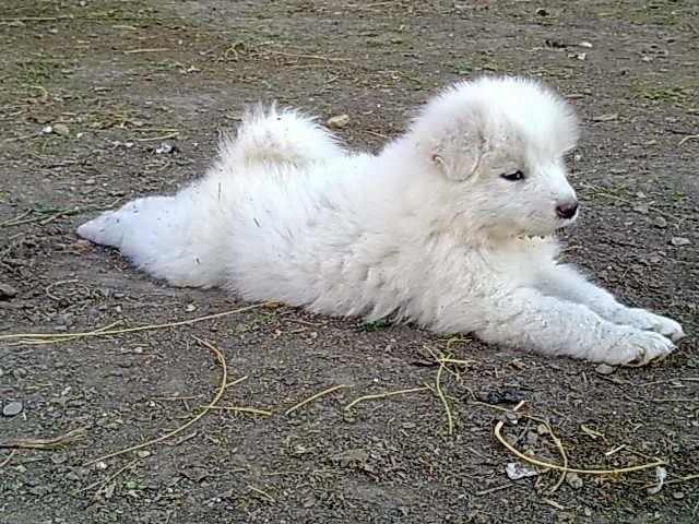 Samojed muško štene