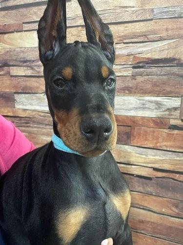 Štenci dobermana 