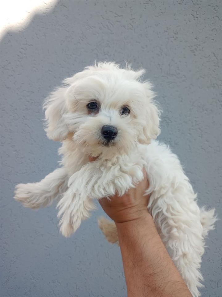 Maltipoo-stenci