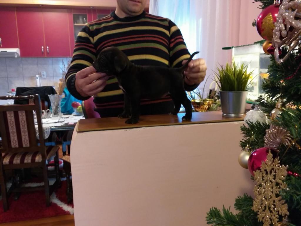 Cane-corso-štenci