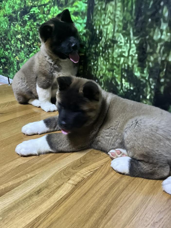 Američka-akita