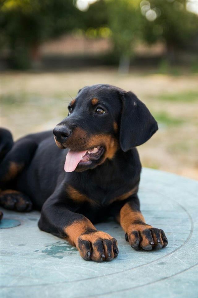 Stenci-Dobermana