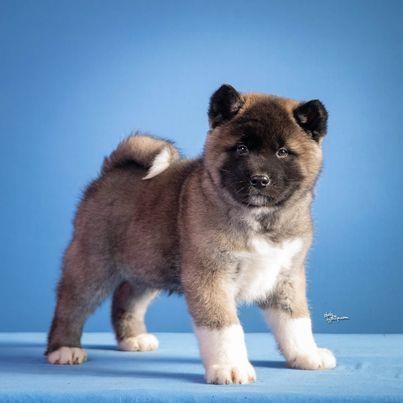 Americka-akita
