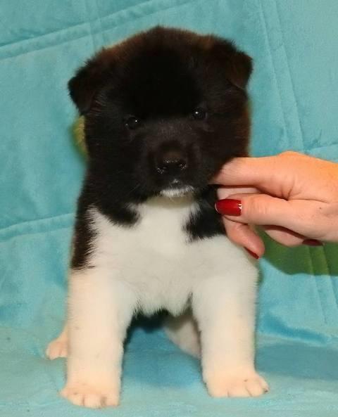 Američka-akita--štenci