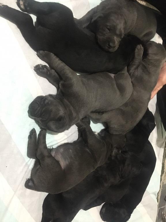 Cane-corso-štenci