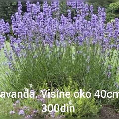 Sadnice-tuja
