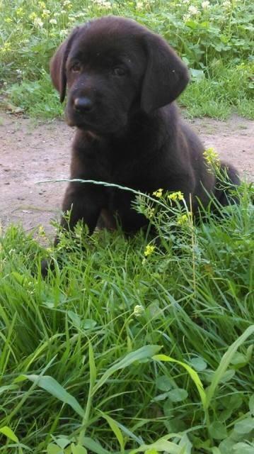 Labradori--vrhunsko-leglo
