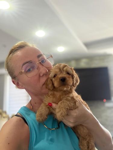 Goldendoodle prelepi štenci