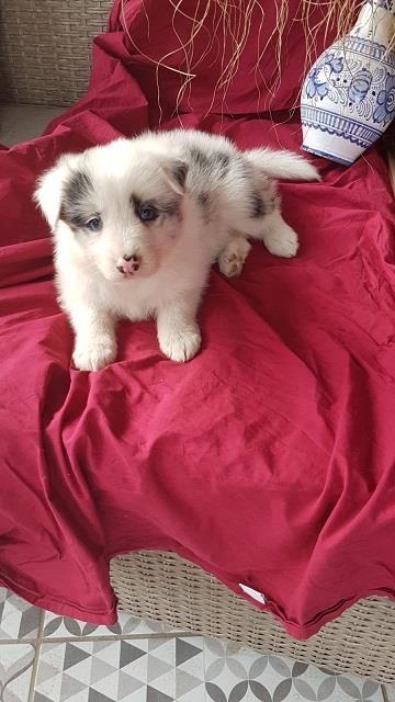 Border-koli-collie-štenci