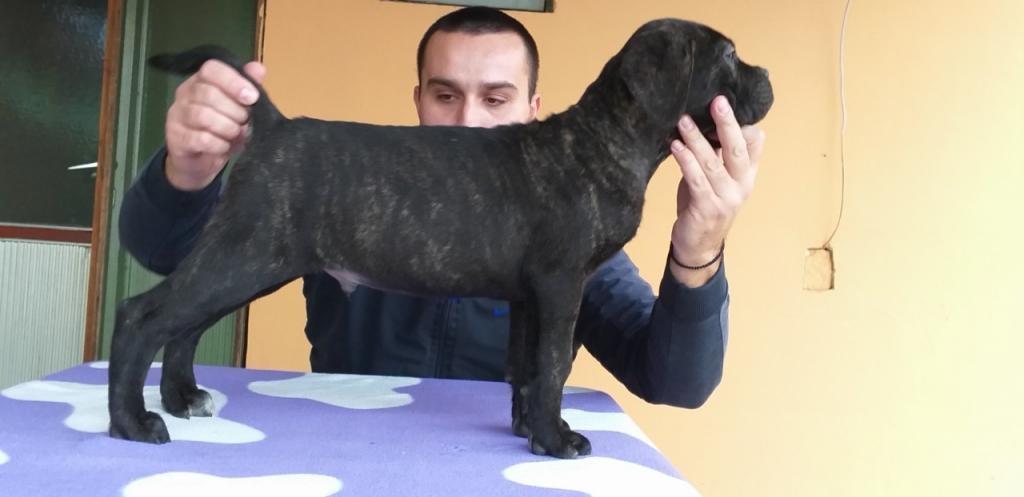 Cane-corso-štenci