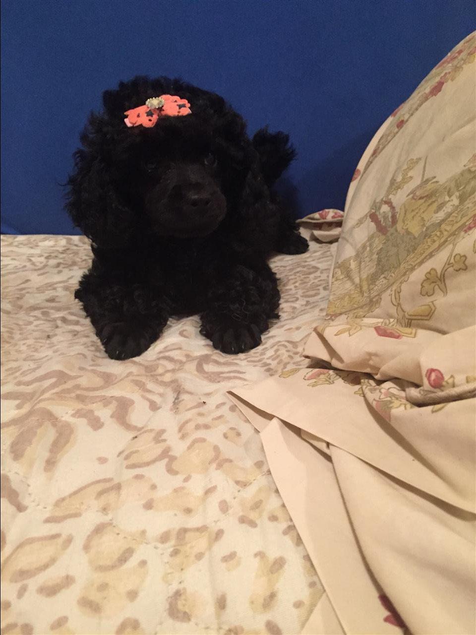 TOY-PUDLA