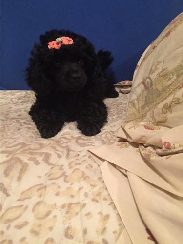 TOY PUDLA