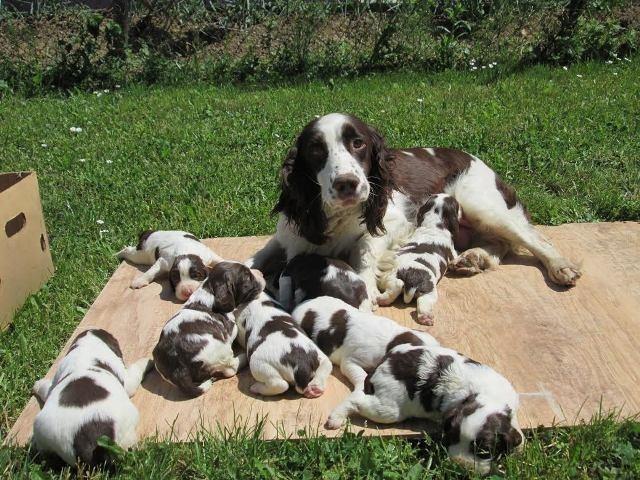 Engleski Springer Spaniel stenci