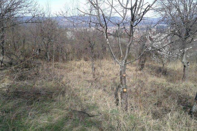 Prodajem-vinograd-u-Nisu