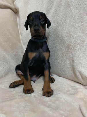 Štenci-dobermana-
