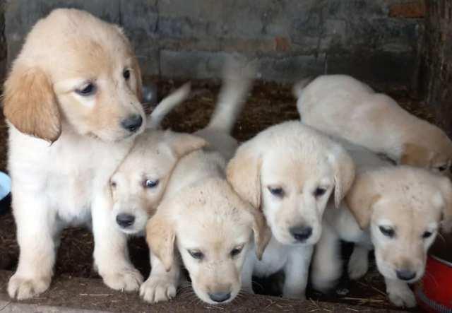 Labrador-retriver-stenci