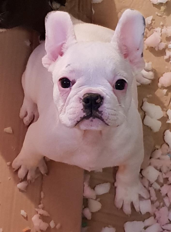 Francuski-buldog-štenci
