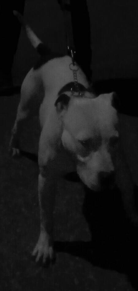 Zenka-Pitt-bull