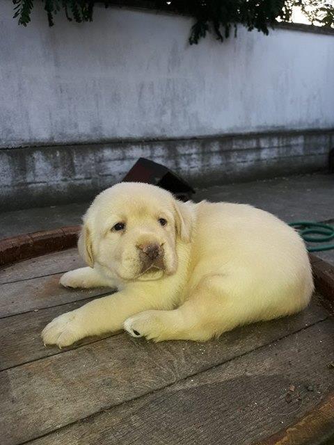 Labrador-retriver--prelepi-štenci