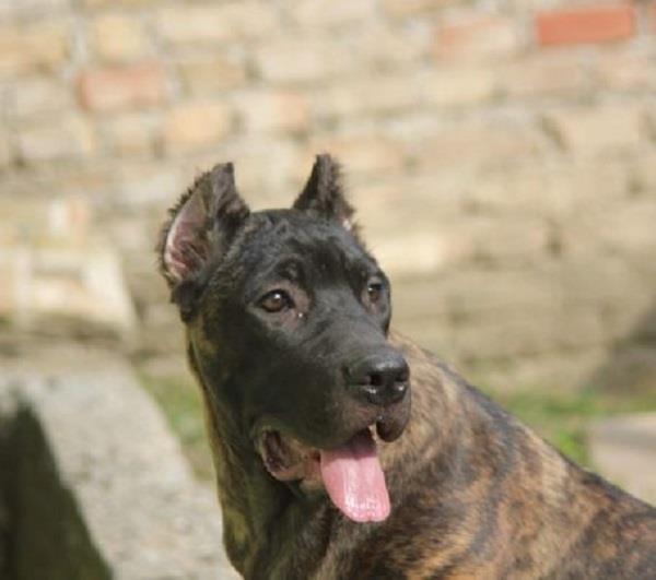 Cane-corso-štenci