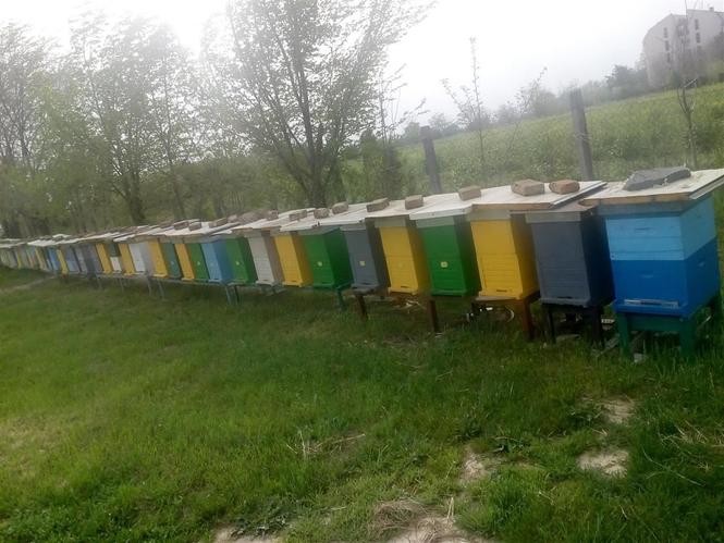 LR KOŠNICE SA PČELAMA I MEDOM