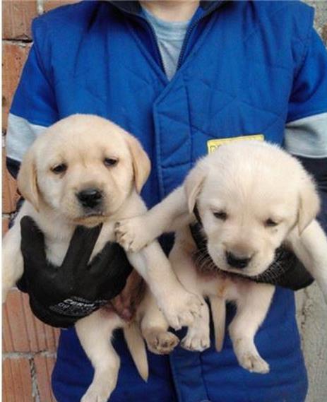 Labrador-retriver-stenci