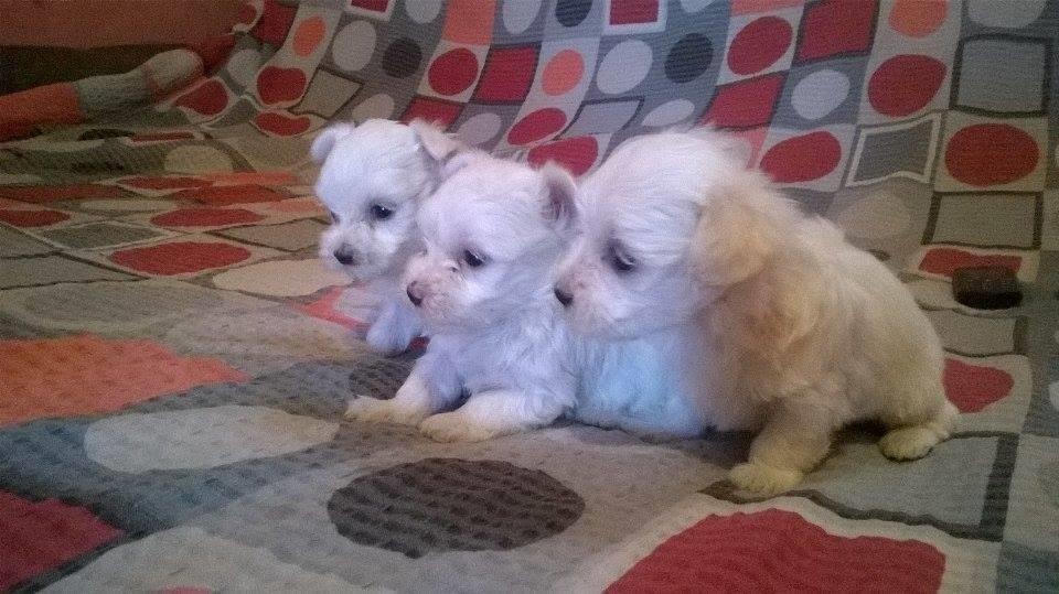 Stenad-maltezera-