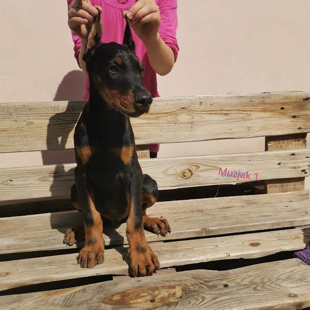 Doberman-štenci-