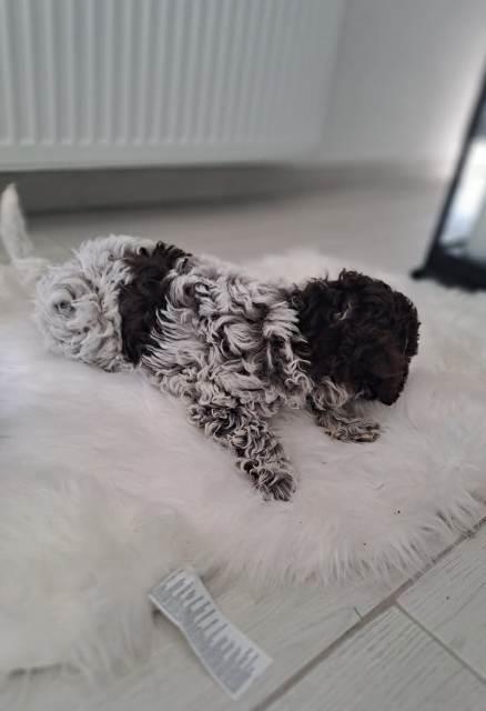 Lagotto-Romagnolo-štenci